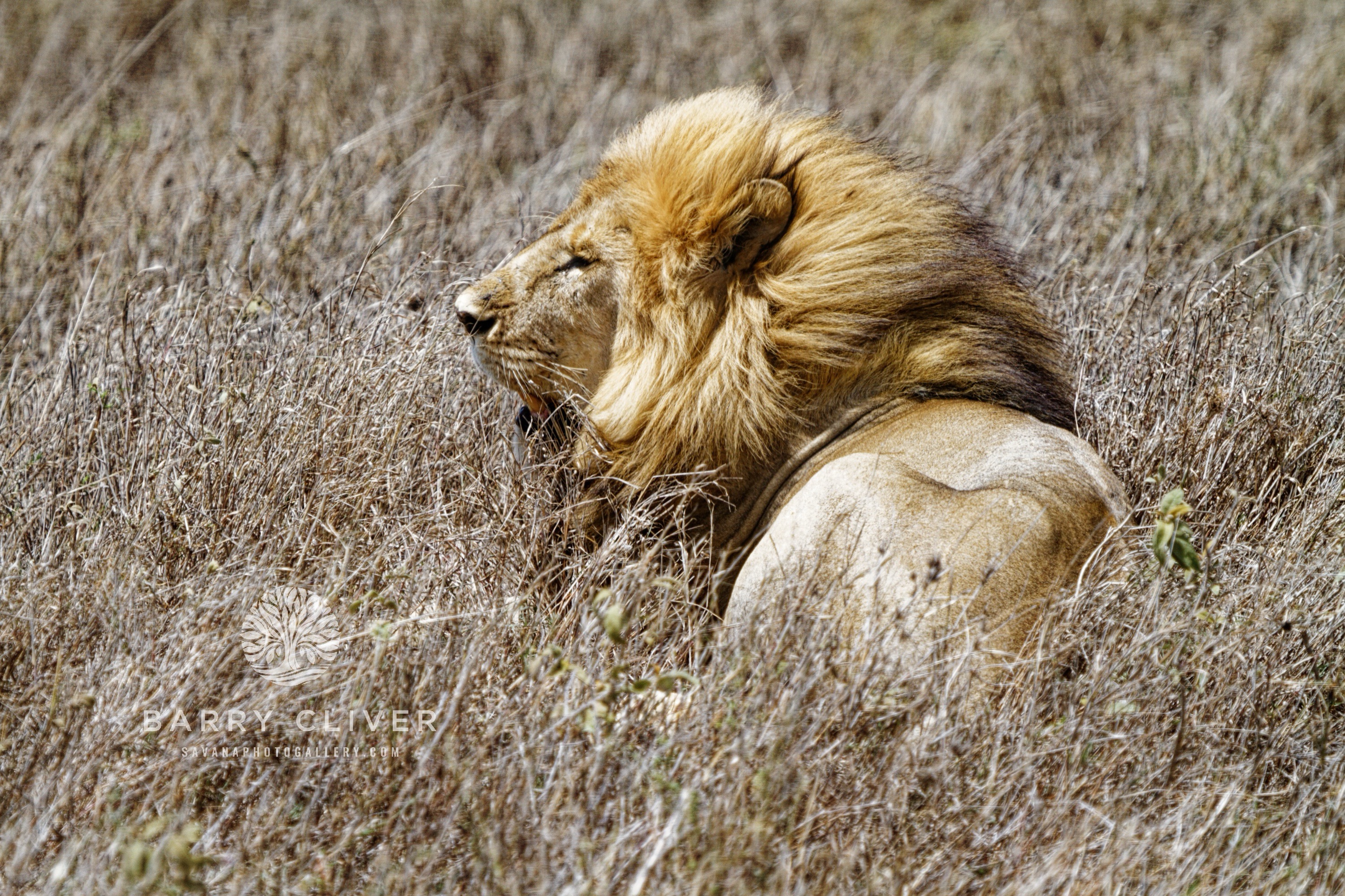 Serengeti Lion