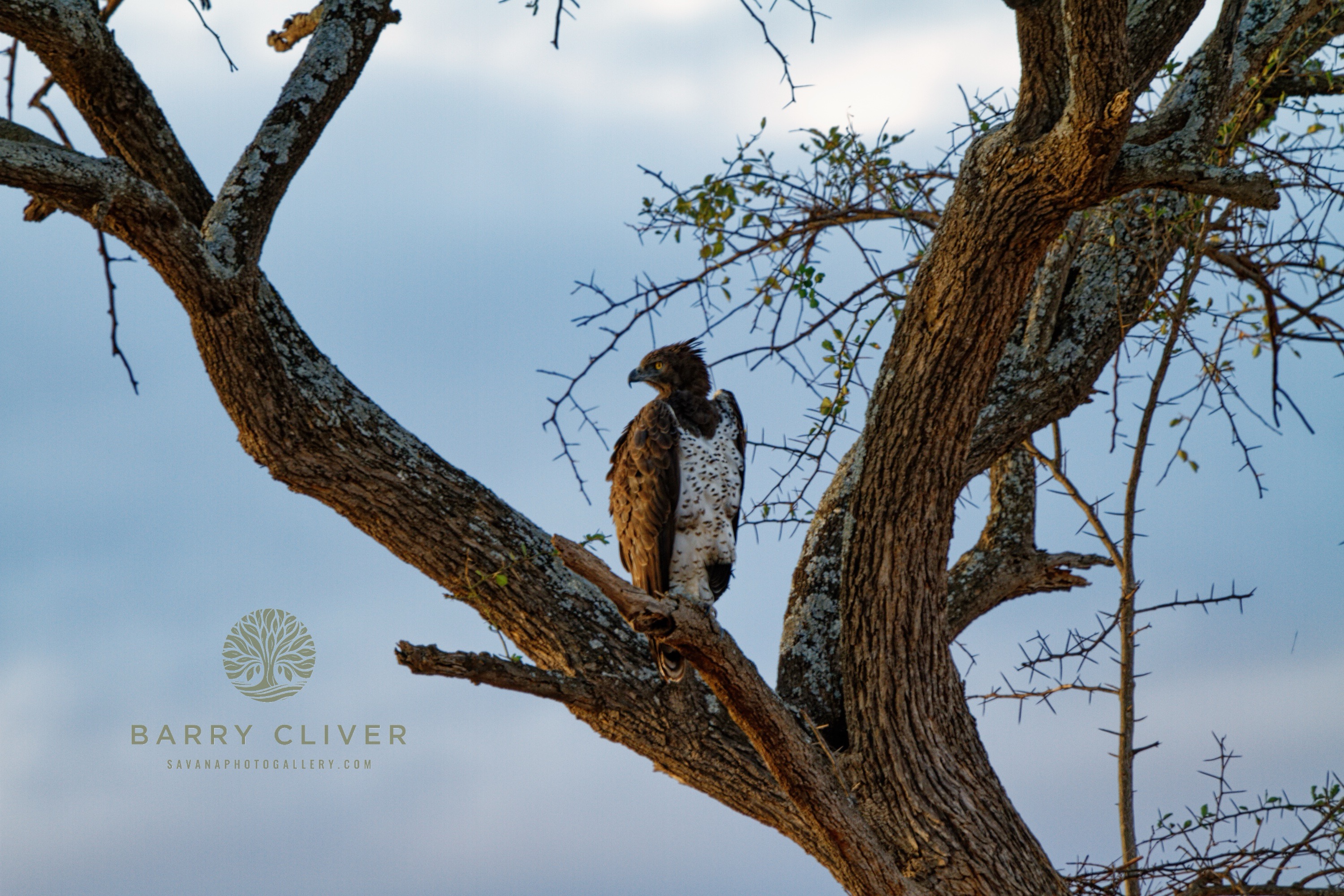 Martial Eagle