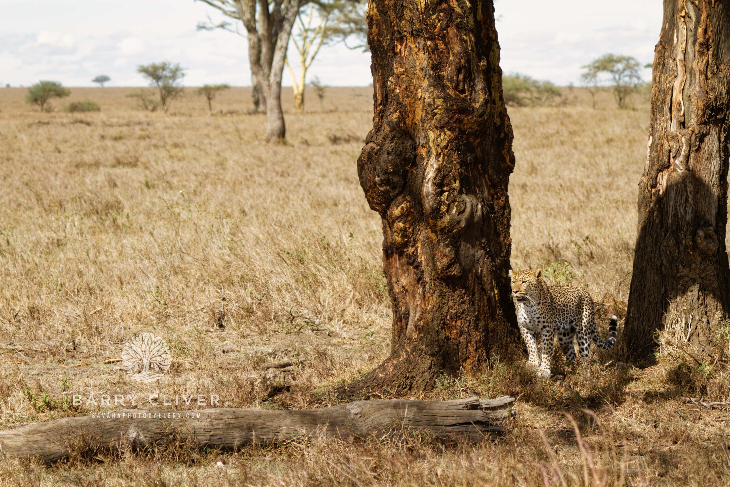 Leopard on the Serengeti