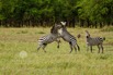 _MG_3517_MZebras.jpeg