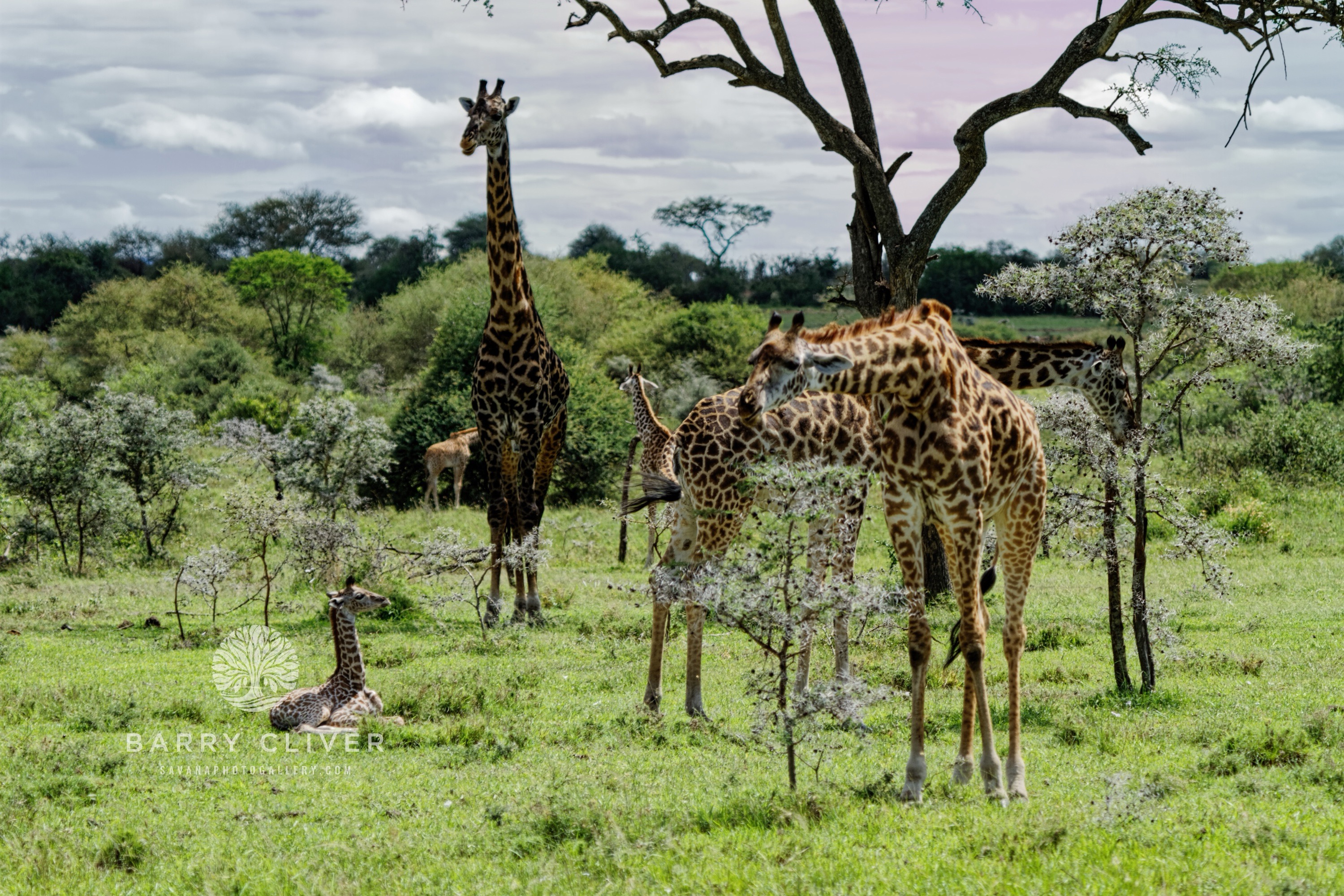 Among Giants