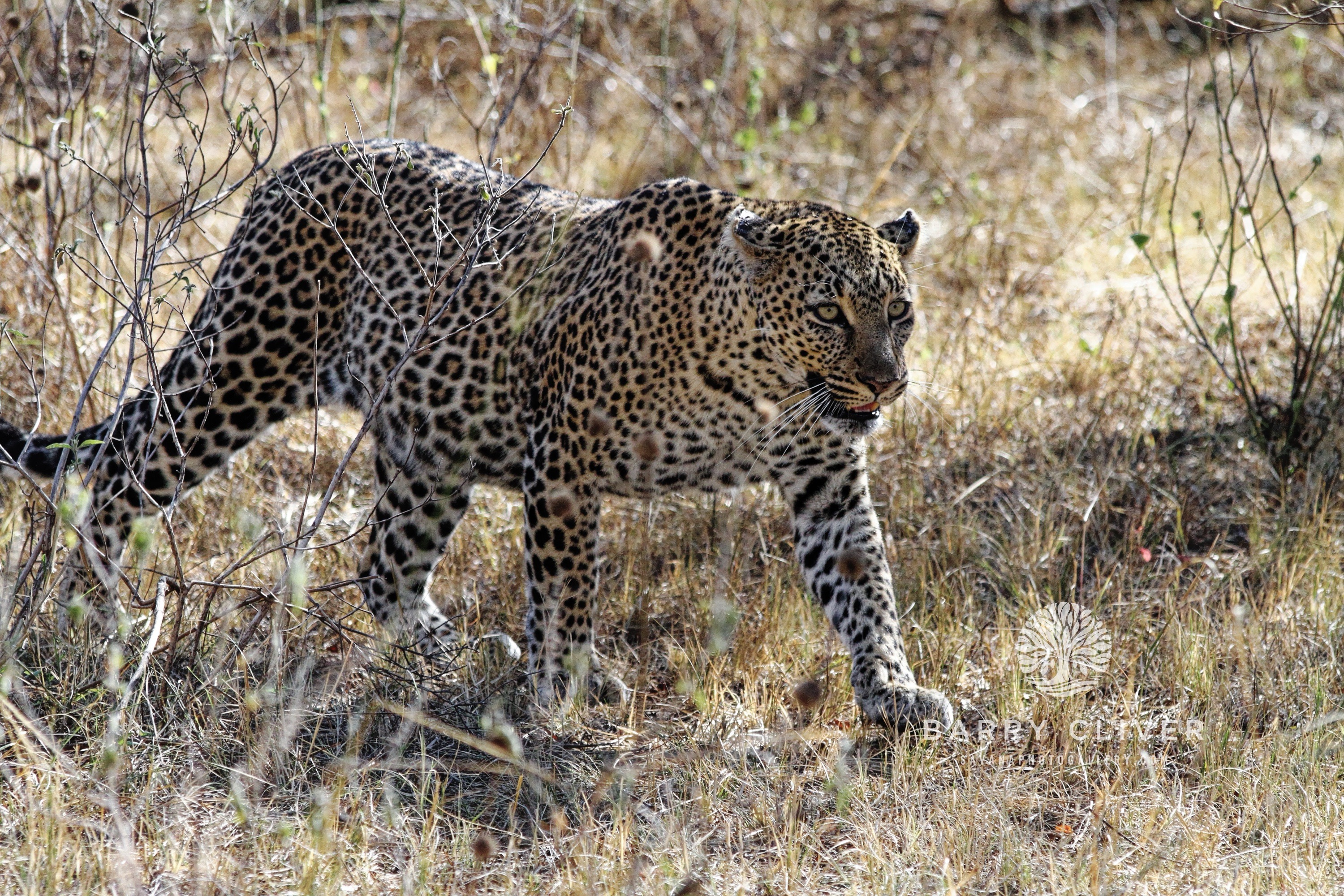 Masai Mara Leopard