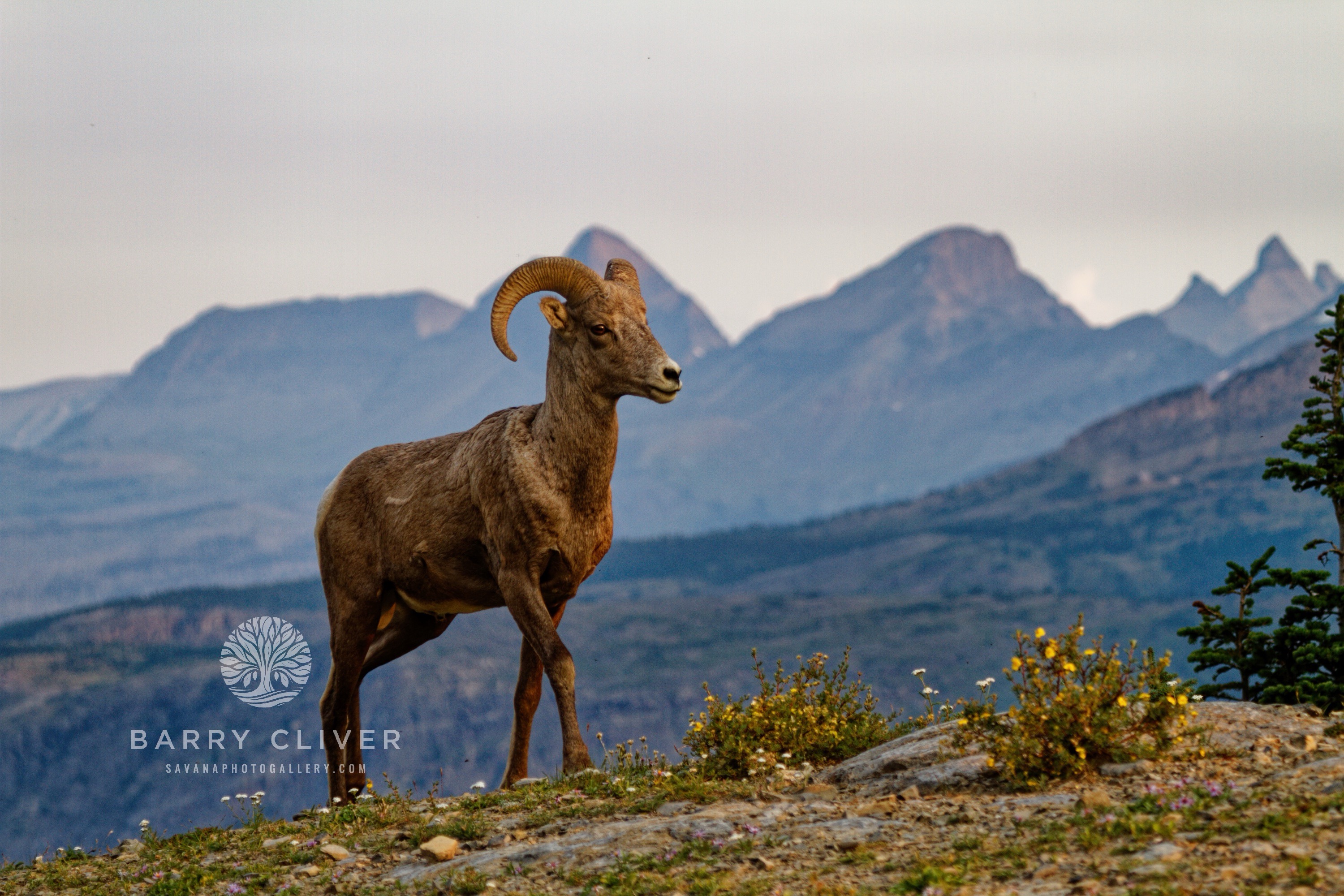 Mountain Bighorn