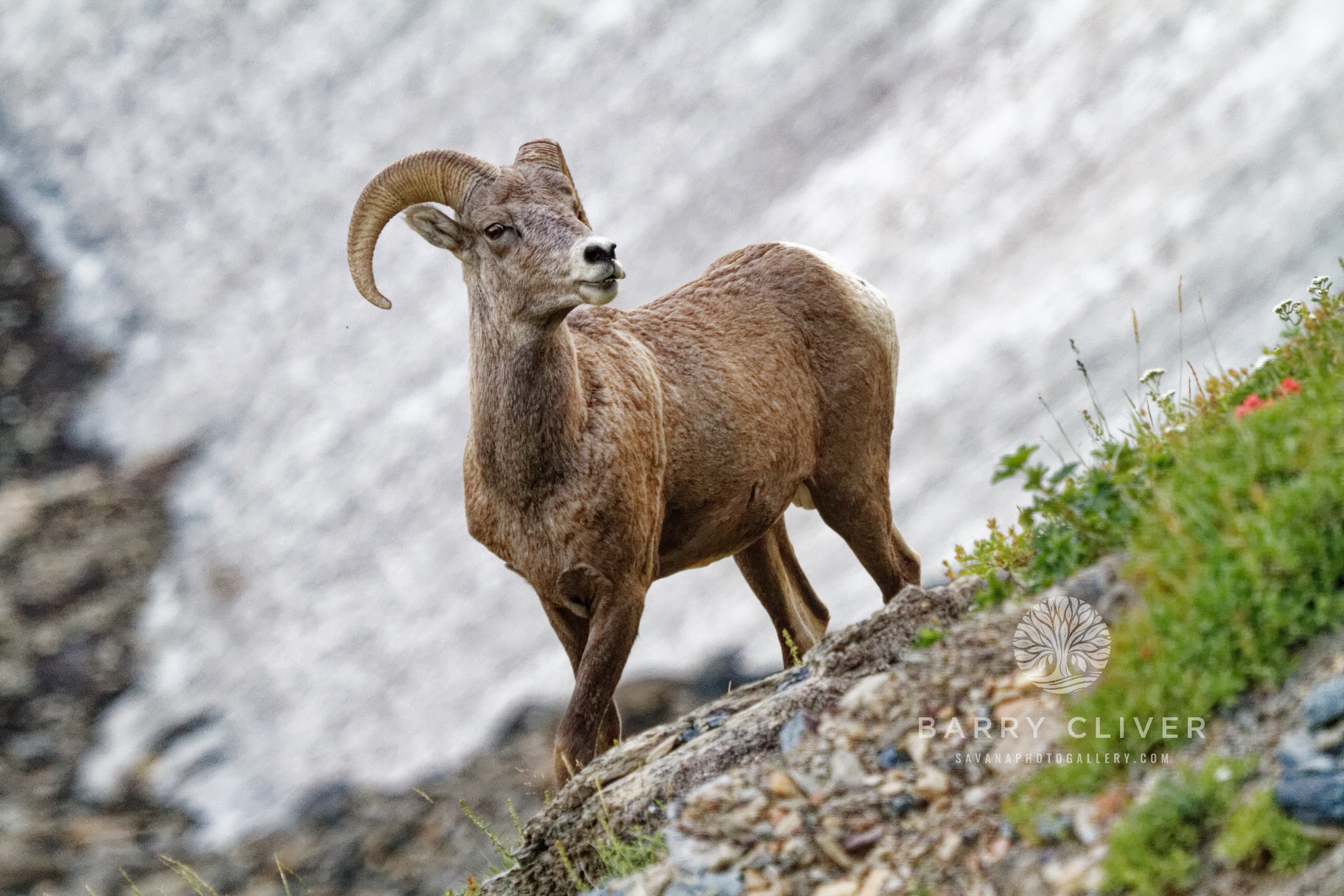 Glacier Bighorn