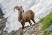 IMG_5417_MRockyMountainBighorn.jpeg