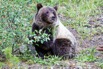 IMG_5790_MGrizzlyCub.jpeg