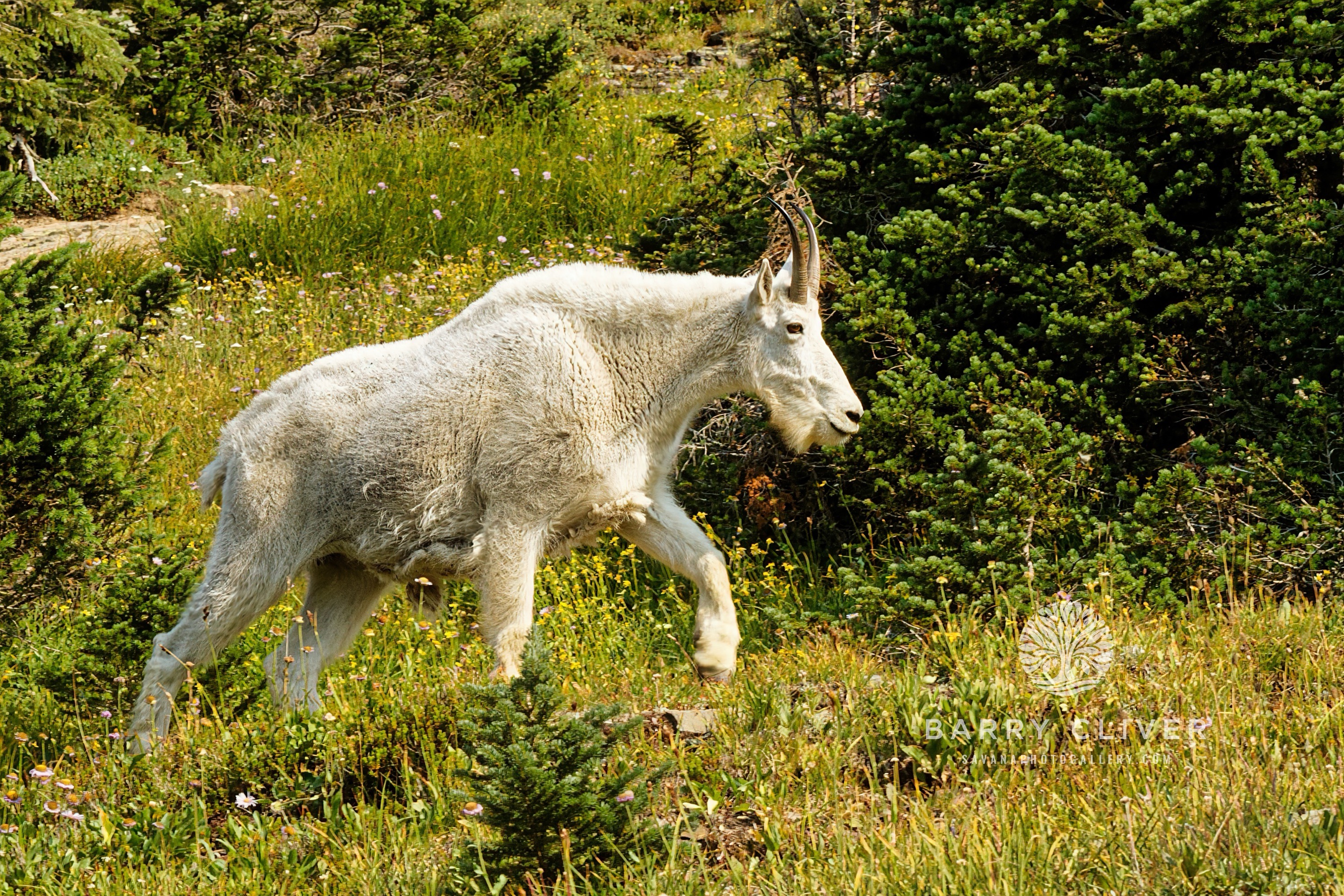 Mountain Goat