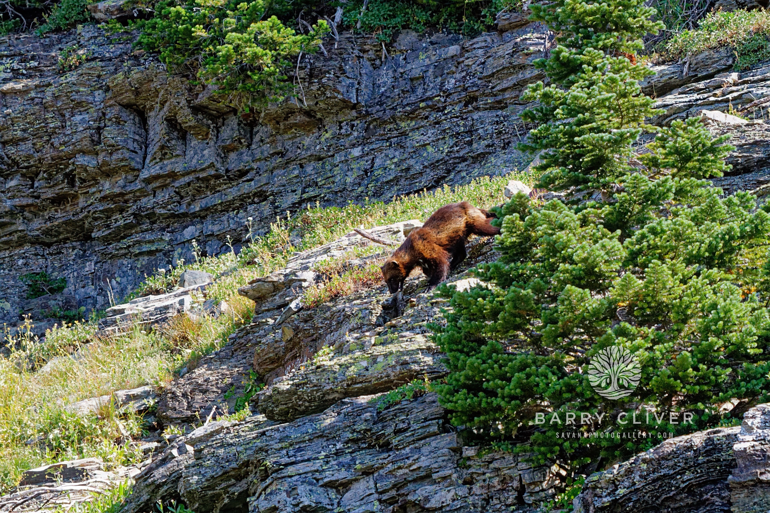 Montana Wolverine