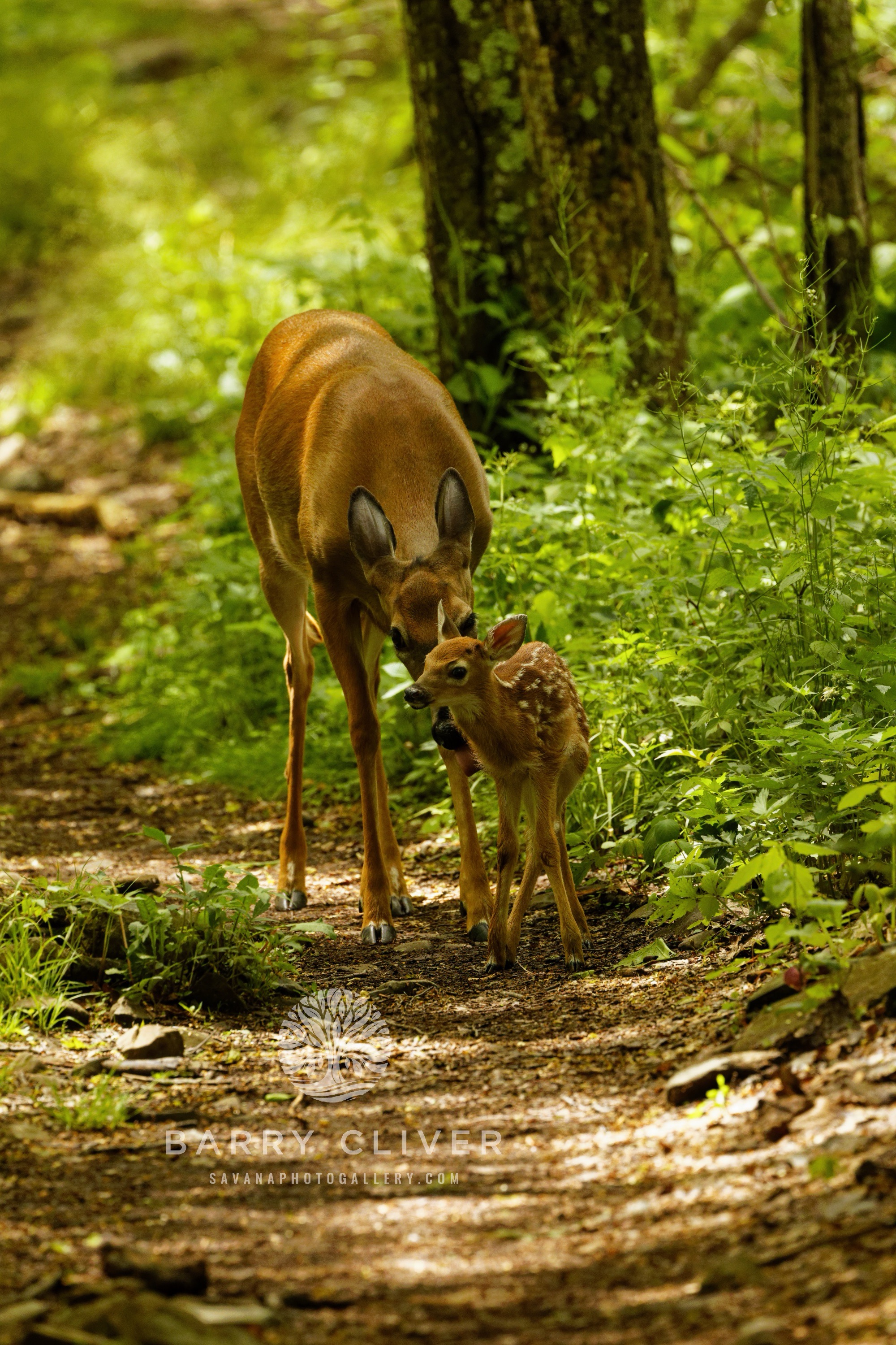 Shenandoah Newborn