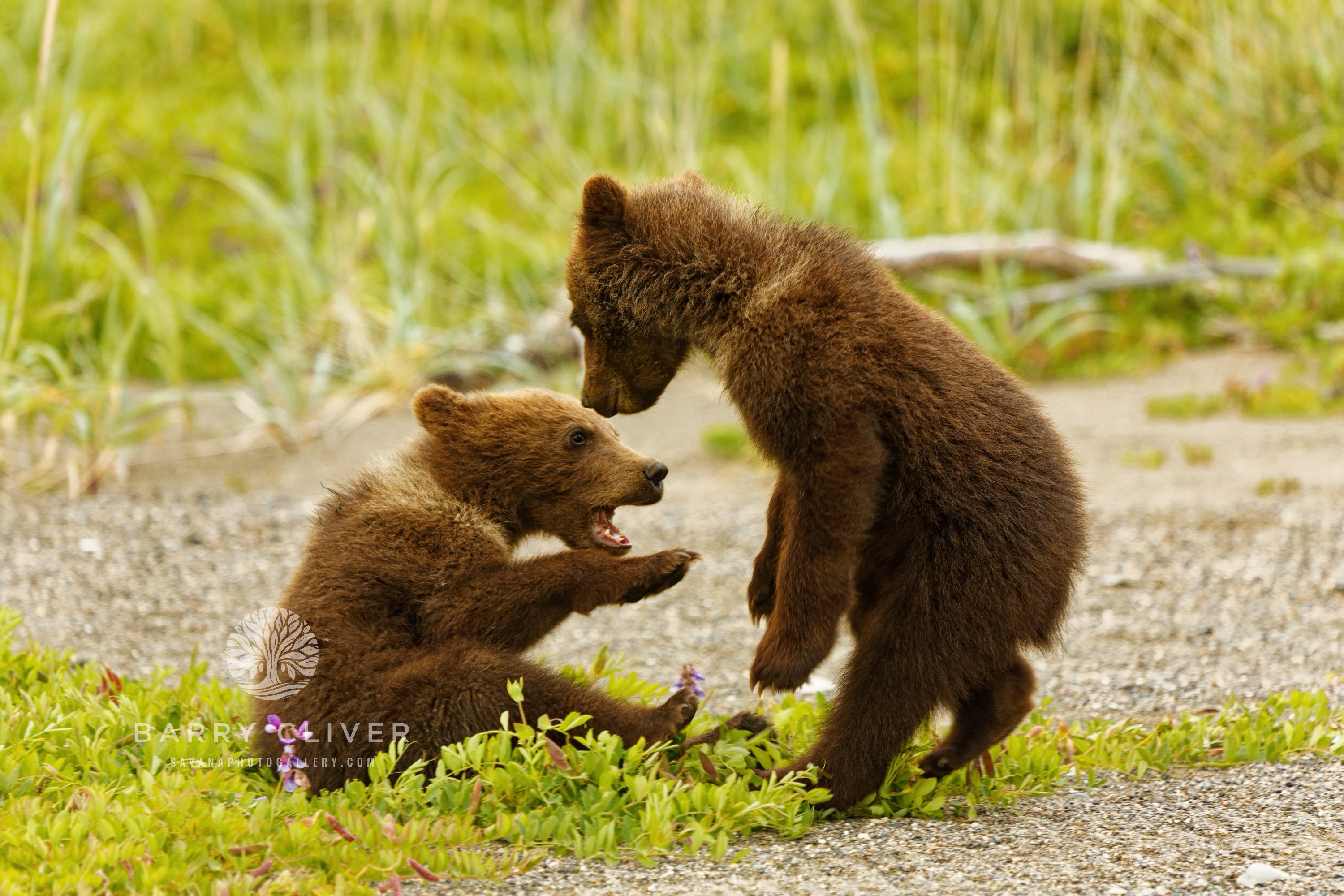 Brown Bear Cubs