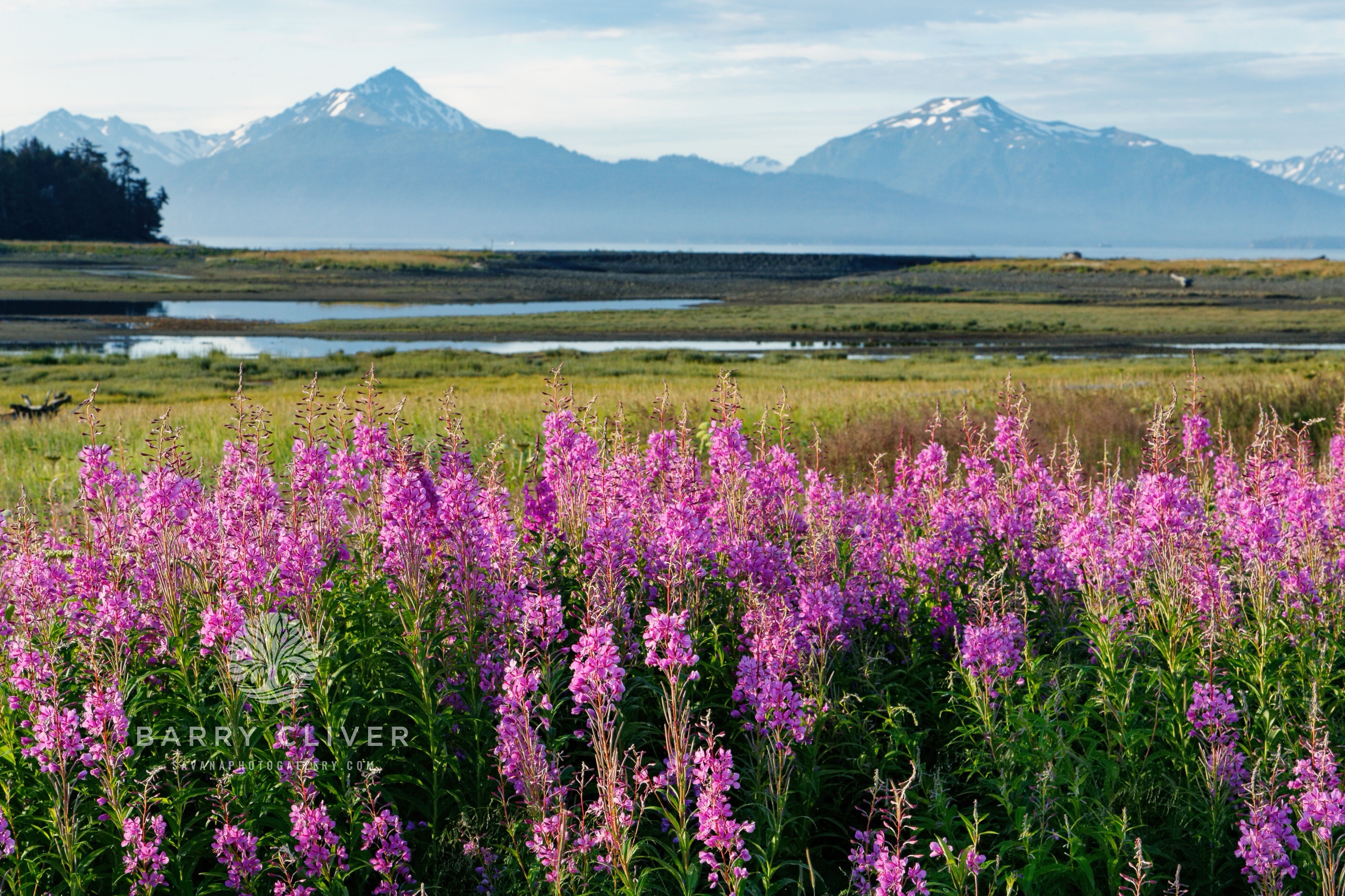 Fireweed