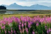 _H0A1589Fireweed.jpeg