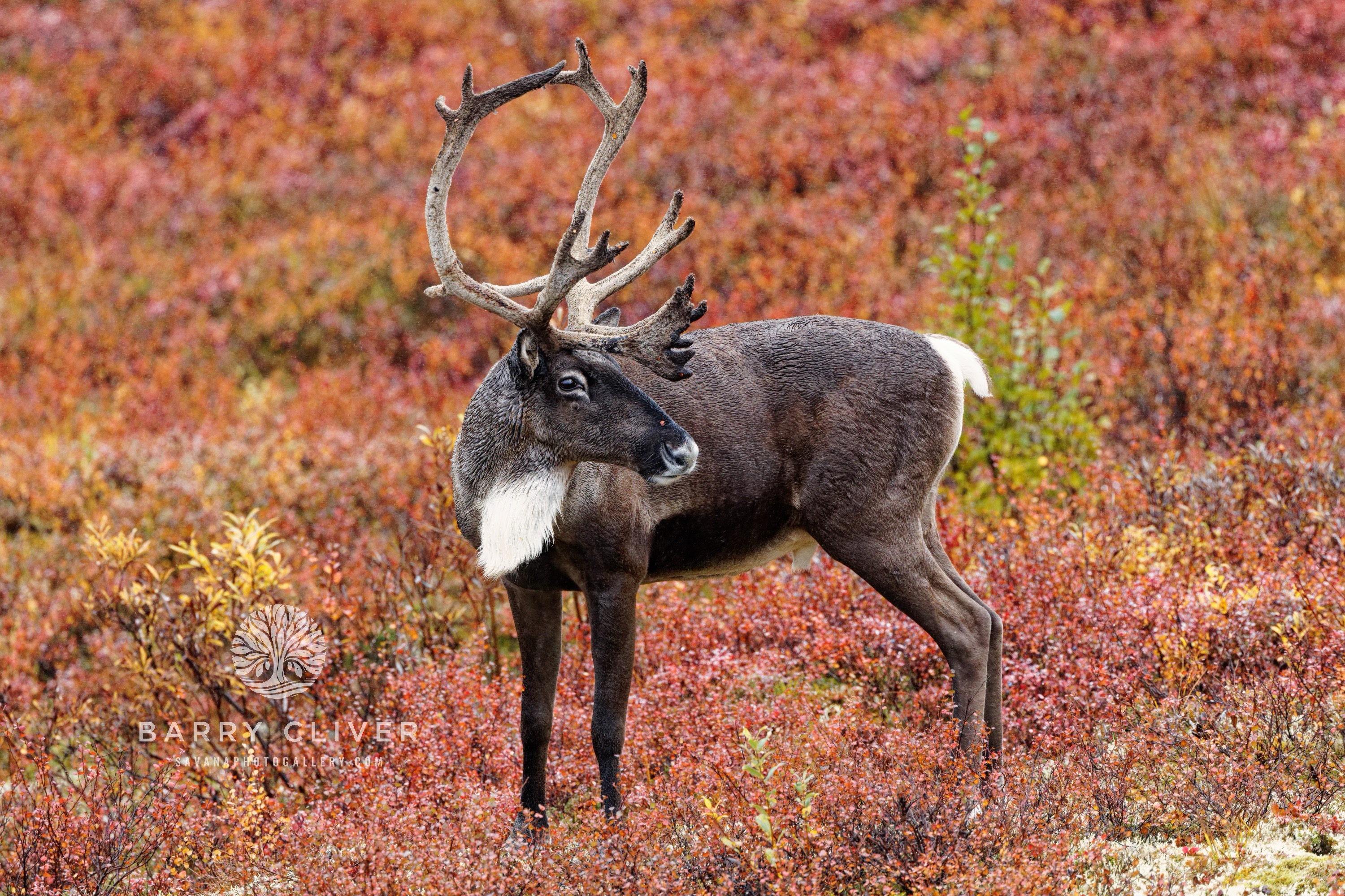 Autumn Caribou