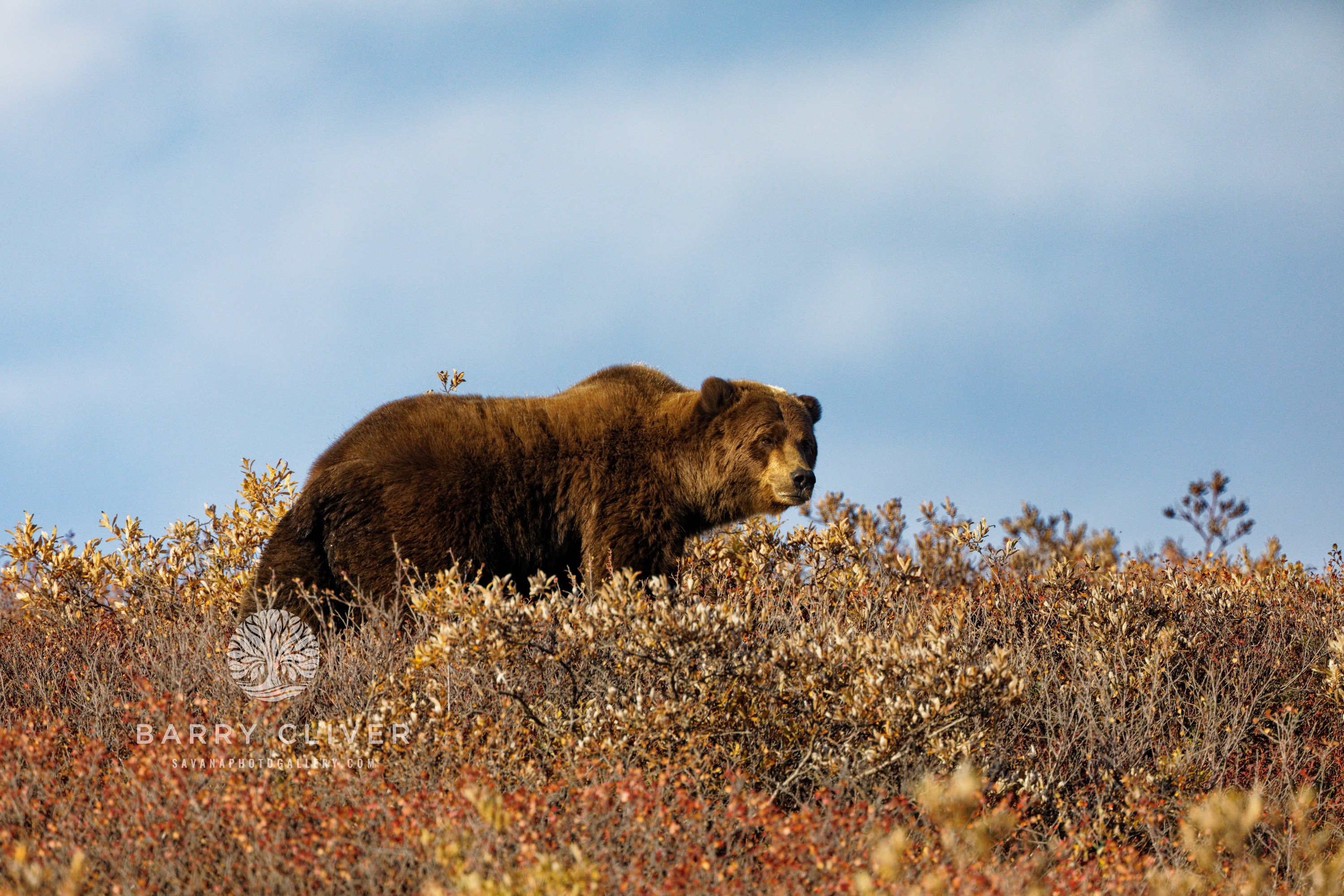 Denali Grizzly