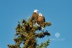 IMG_8422_1Eagles.jpeg