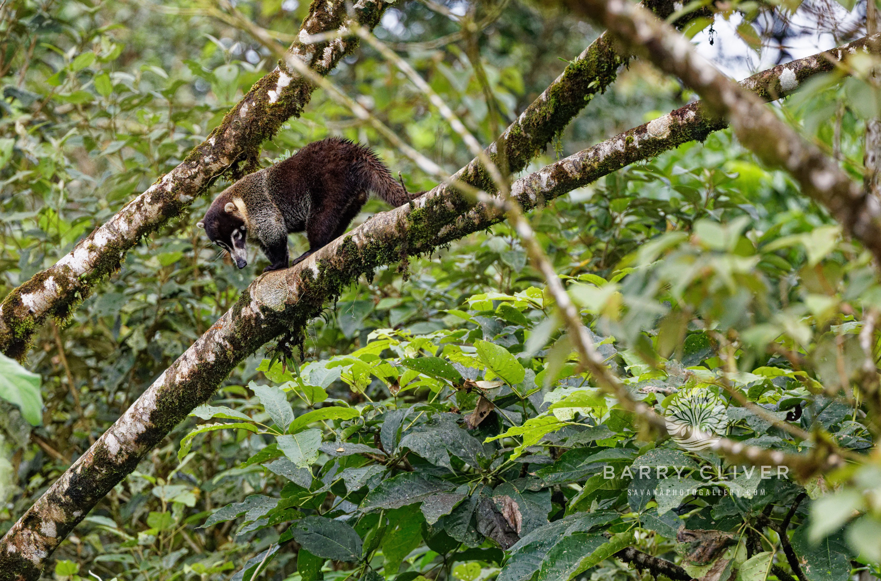 Coatimundi