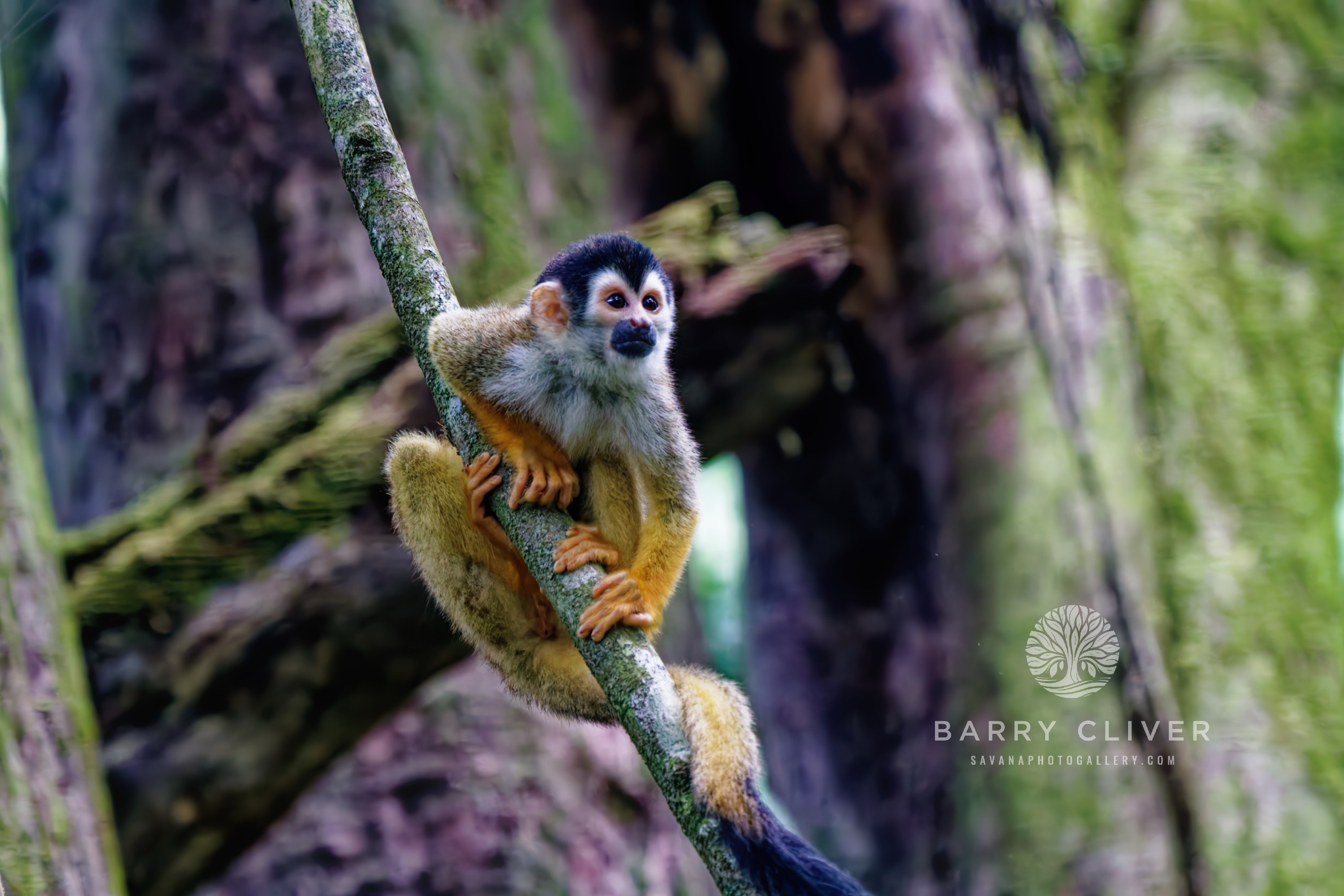 Squirrel Monkey