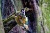 IMG_4303SquirrelMonkey.jpeg