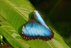 IMG_8237_1BlueMorpho.jpeg